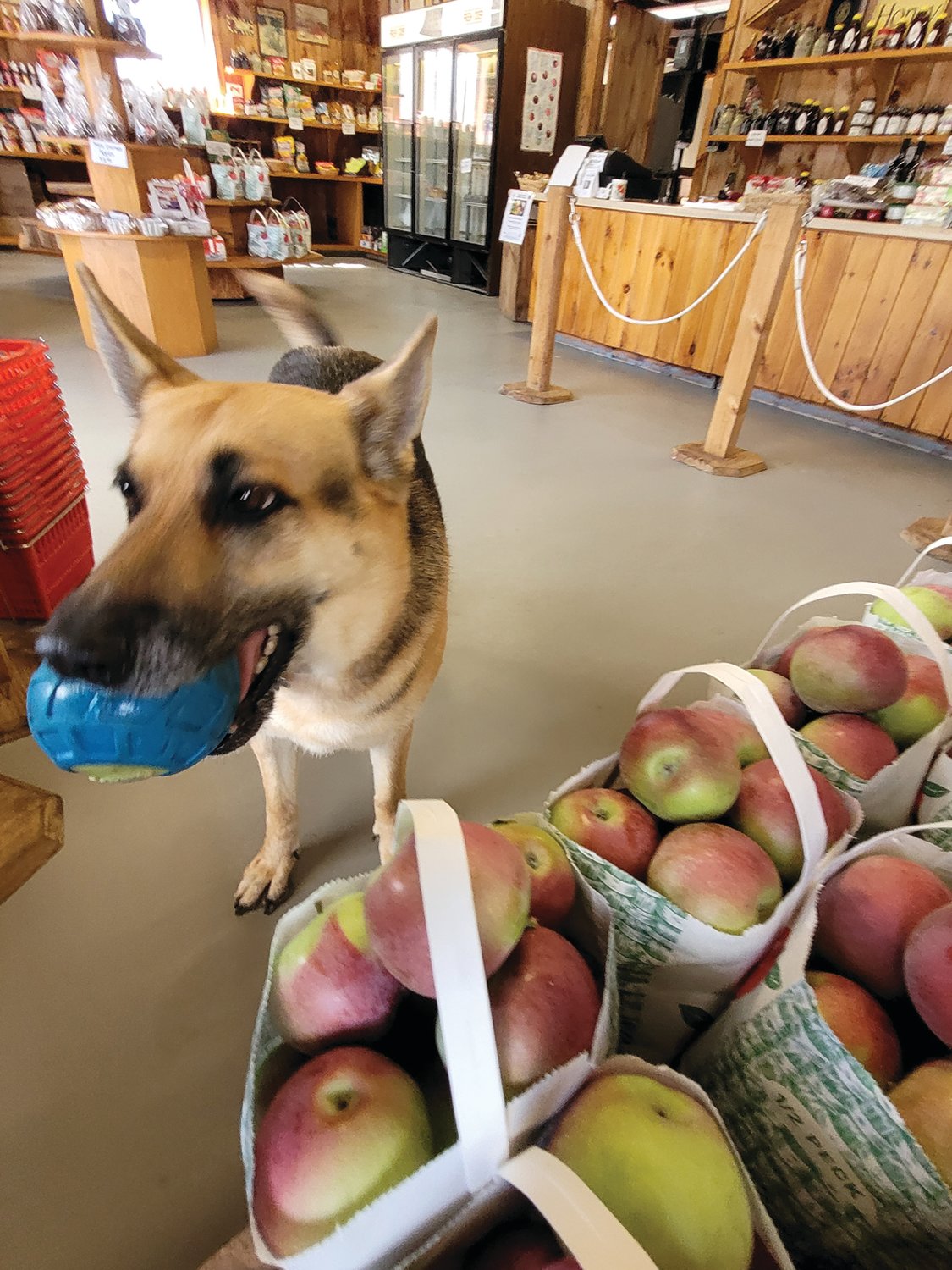 DOGGONE GOOD APPLES: The owners of Appleland have a beautiful German Shepherd named Emma.
